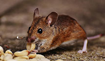 24 Hour & Emergency Exterminators in Murdock, NE